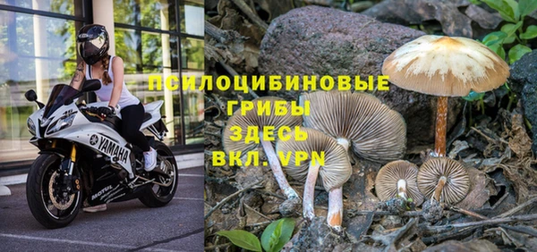 шишки Надым
